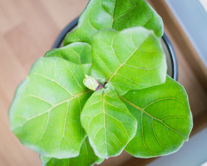 A Fiddle Leaf Fig or Ficus lyrata pot plant with large, green, shiny leaves planted in a black pot sitting on a light timber floor isolated on a bright, white background.
