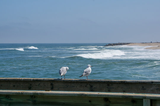 Swakopmund Jetti Namibia mit M&ouml;wen