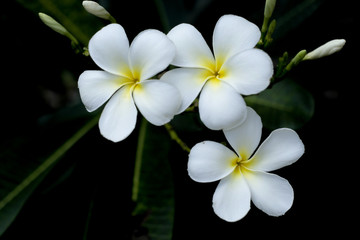 Fototapeta na wymiar White flowers Background blur, soft vintage style.