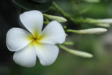 White flower Background blur, soft vintage style.