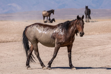 Obraz premium wild horses