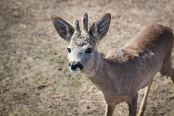 Close-up of baby fawn head on rural countryside farm ranch