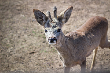 Naklejka na ściany i meble Close-up of baby deer head on rural countryside farm ranch