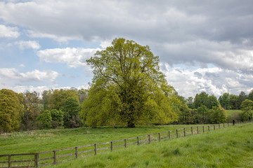 Fototapeta na wymiar Tree in the countryside
