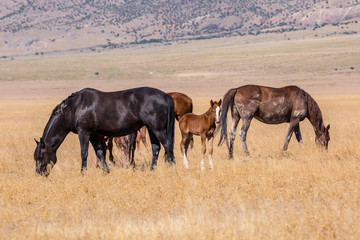 wild horses