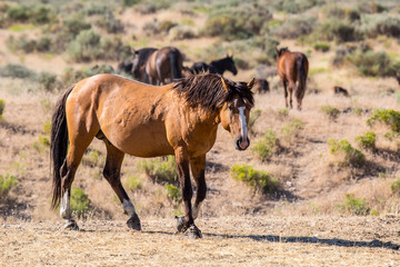 wild horses