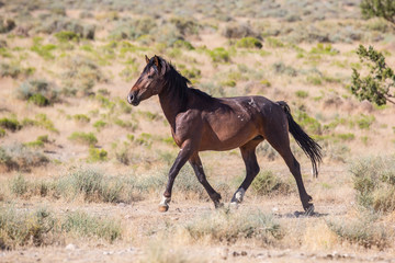 wild horses
