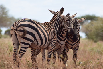 Zebras