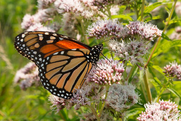 Monarch butterfly pollinates joe pye weed in a prairie restoration garden