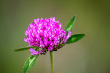 Wild purple flower on a meadow
