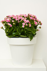 Obraz na płótnie Canvas Kalanchoe flowers in white pot ona shelf against white wall.
