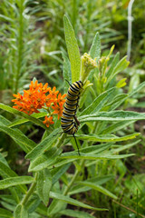 Caterpillar feeds on orange butterfly milkweed leaves in prairie garden