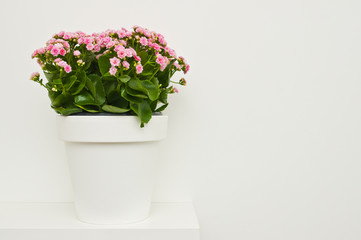 Kalanchoe flowers in white pot ona shelf against white wall.