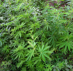 Wild hemp, cannabis plants. Natural raw materials for the manufacture of hemp.