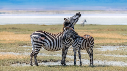      Two zebras standing in the Ngorongoro crater, the mother and its baby  © Pascale Gueret