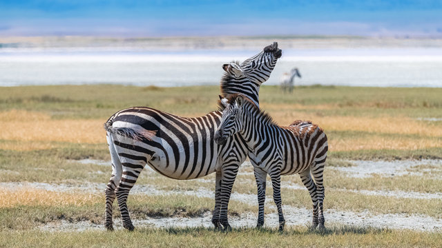      Two zebras standing in the Ngorongoro crater, the mother and its baby 