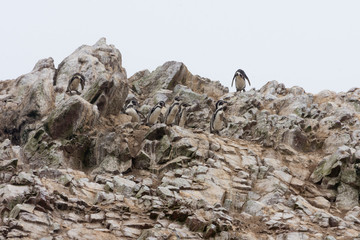Pinguine - Gruppe