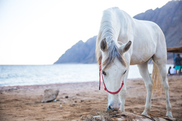 beautiful white horse on a sandy beach