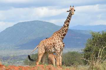 Girafe