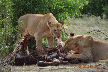 Lion