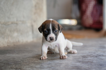 Brown white puppy sitting and looking on the floor