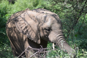 Elephant