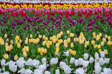 field of tulips