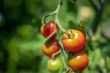 Tomaten