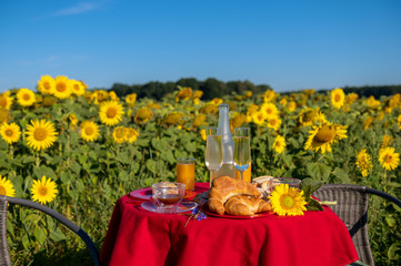 In a blooming sunflower field is a table with chairs. The table is set for a picnic. Concept: leisure and recreation