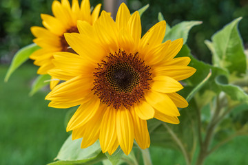 sonnenblume