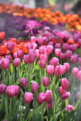 Fototapeta premium field of tulips