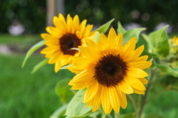 Sonnenblumen
