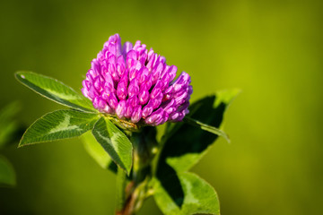 Wild purple flower on a meadow