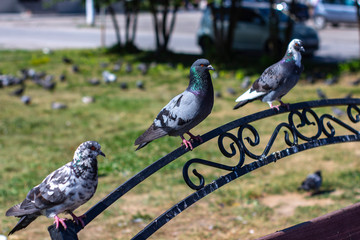 Pigeon