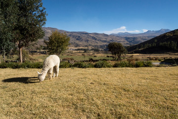 Alpaca - Baby