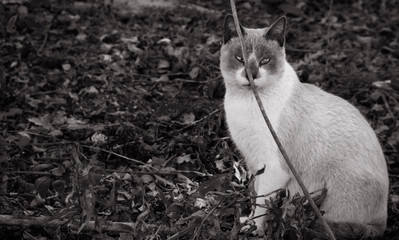 Gato em meio a folhas, olhar desconfiado