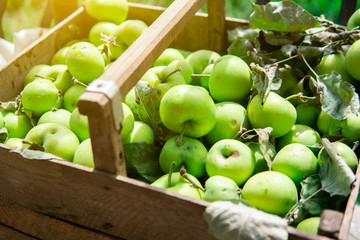 Many fresh green apples with leaves in a wooden basket. Natural products