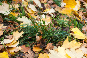 Colorful autumn yellow maple leaves on the grass.
