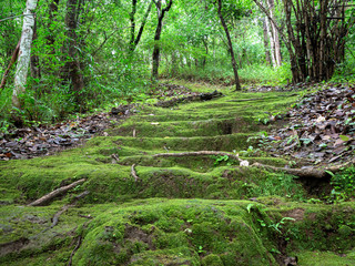 Beautiful green algae on the mountain trail in forest. Green algae with sunlight shine.