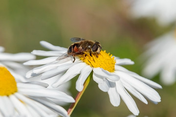 bee on flower