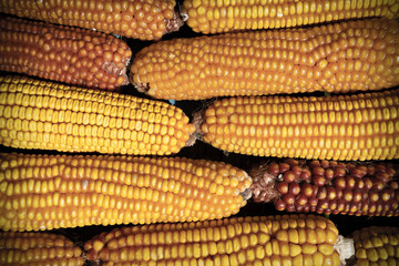 Maize corn stack closeup, Corn textured background