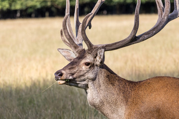 summer meadow deer background
