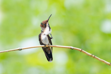 A juvenile Ruby Topaz hummingbird scratching itself with a green background.