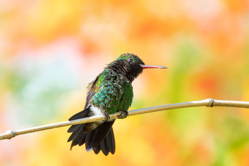 A Copper-rumped hummingbird sunbathing with a blurred floral background.