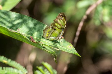 Schmetterling- Grün