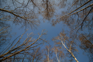 Birches and other trees from below against a bright blue sky in winter without leaves