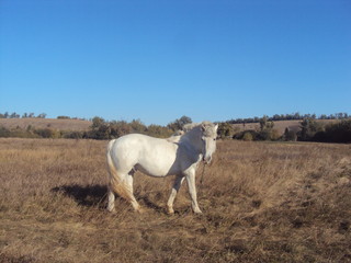 Obraz premium horse on meadow