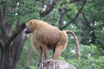 Affe auf Baustamm in Nahaufnahme