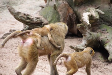Affe mit  Jungem auf dem Rücken