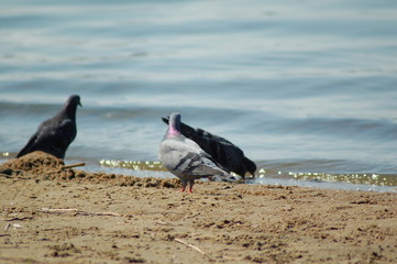 bird on the beach